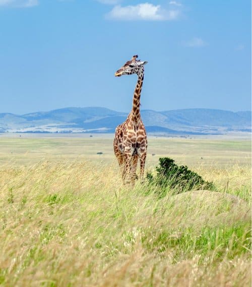 South Africa Gallery Image 2